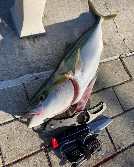 昨日はバラし。今朝はメジロ64cmリベンジ…