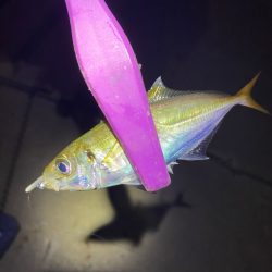 大阪湾奥アジング