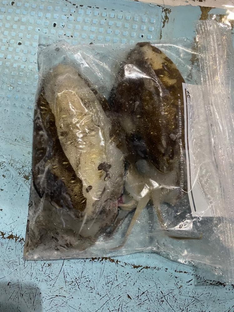 カワハギ＆ティップラン