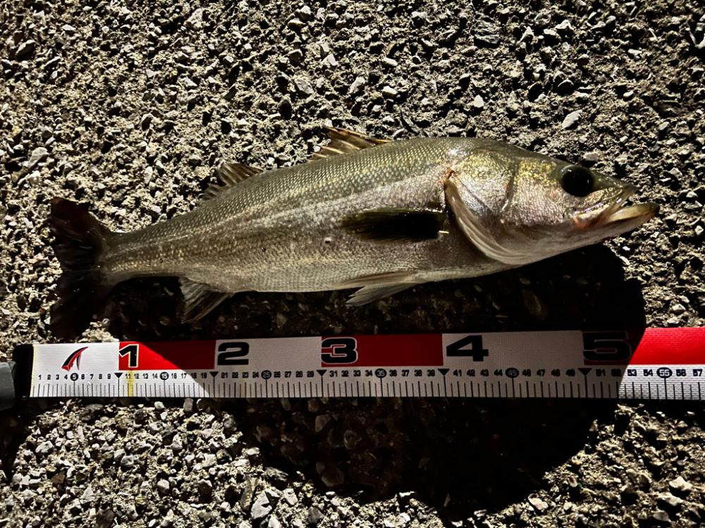 秋爆！ランカーまであと少し