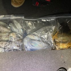 【エギング】秋イカベイトエギング