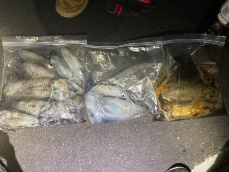 【エギング】秋イカベイトエギング