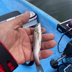 ワカサギ釣り