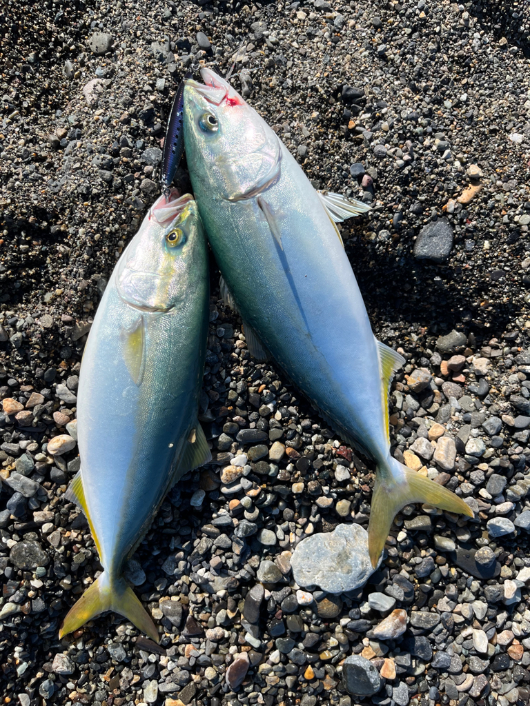 久しぶりのショアジギ