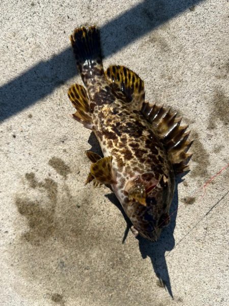 何目釣れるかチャレンジ