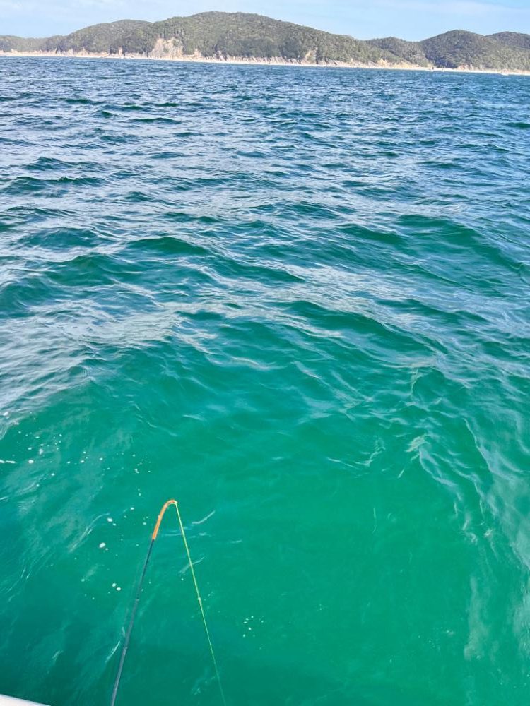 バラしてばかり、イカ、ハゲリレー