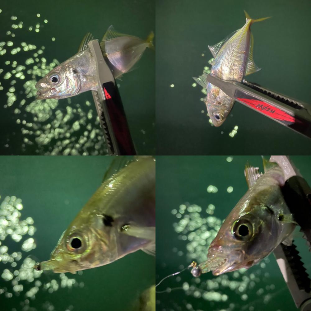 関門アジング10.17