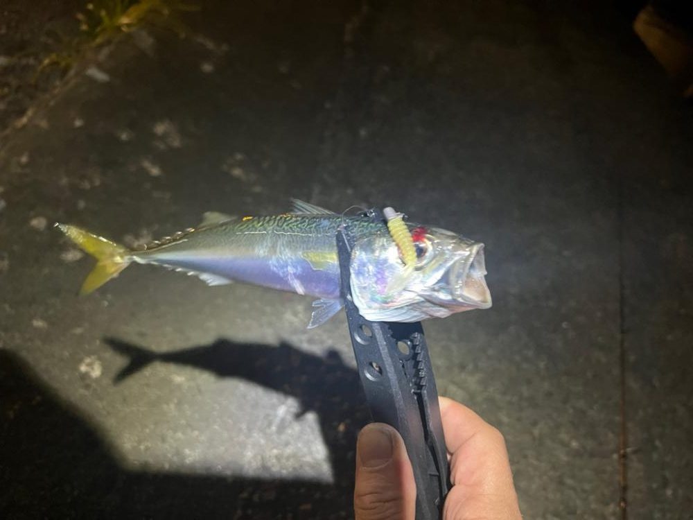 またまたアジング