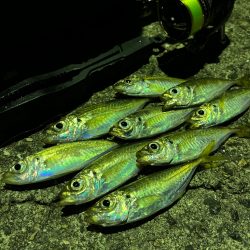 明るい時間から