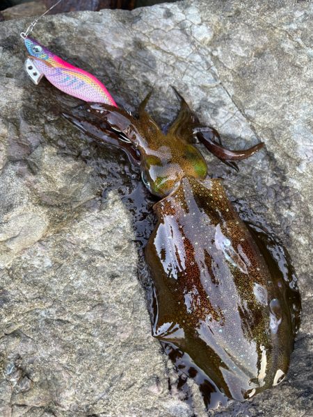 やっといいサイズ🦑