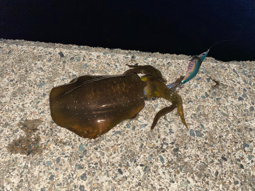 短時間エギング②