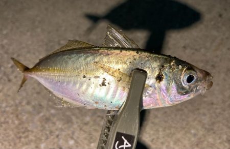 中アジはまだかいな〜！