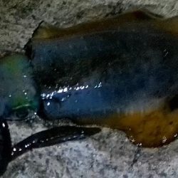 隠岐島嵐の後に餌木蔵ベイトフェザー！