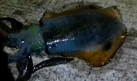 隠岐島嵐の後に餌木蔵ベイトフェザー！