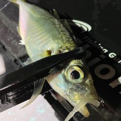 平戸バチコンアジング