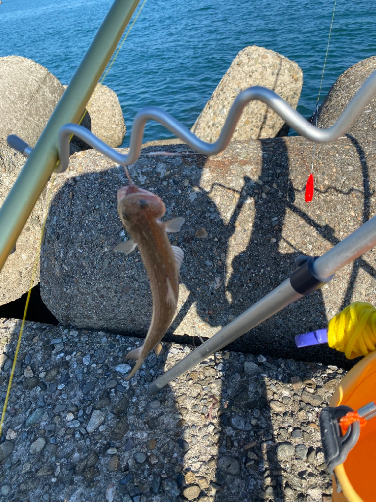 大阪最南端の落ちギス狙い