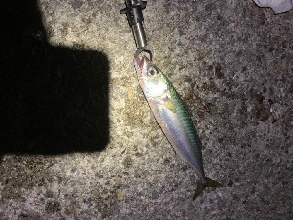 久しぶり大サバ？