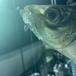 ティップランバチコンリレー⛴♬