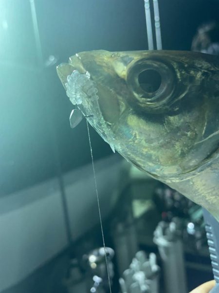 ティップランバチコンリレー⛴♬