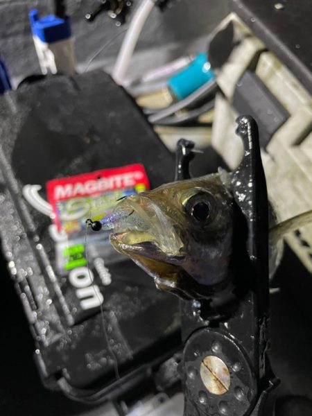 ナイトアジングゲーム