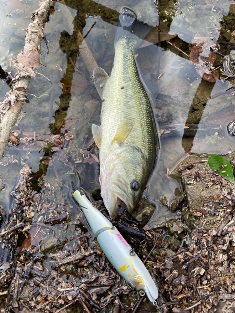 今日も今日とて