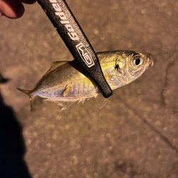 まだまだ豆アジ