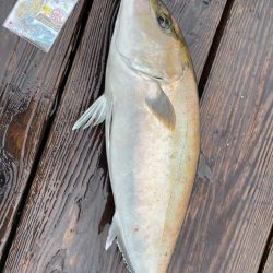 雨の釣り堀海恵
