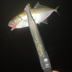 アジングナイト