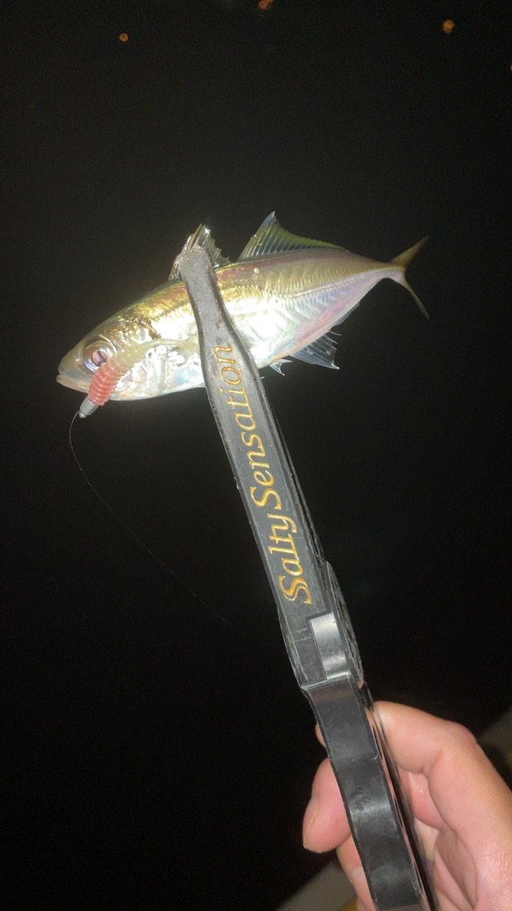 アジングナイト