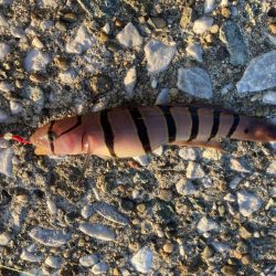 良型のメバル来た!!