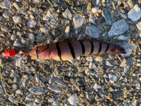 良型のメバル来た!!