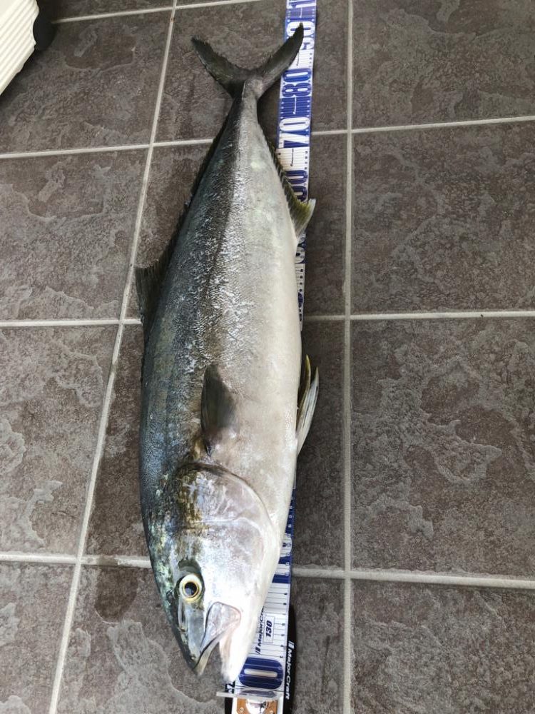 地磯でまさかの大物