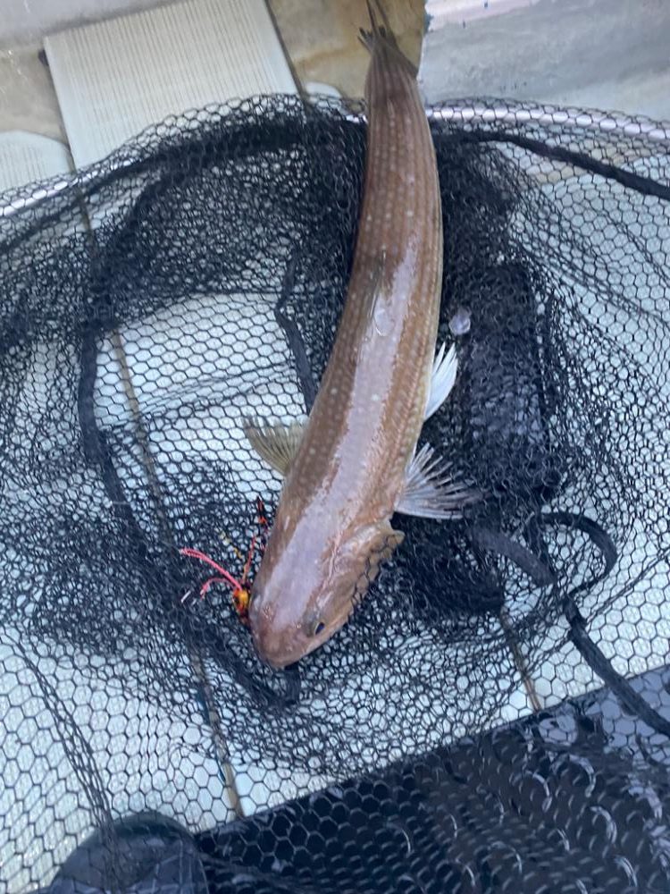 人生初タイラバ！