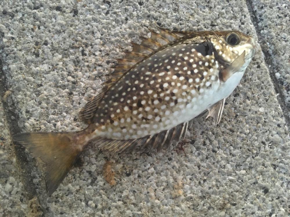 Bs優勝の前祝い