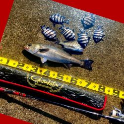 手際よく釣りチャンスが有れば