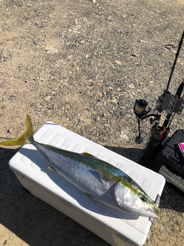 伊勢湾ジギング