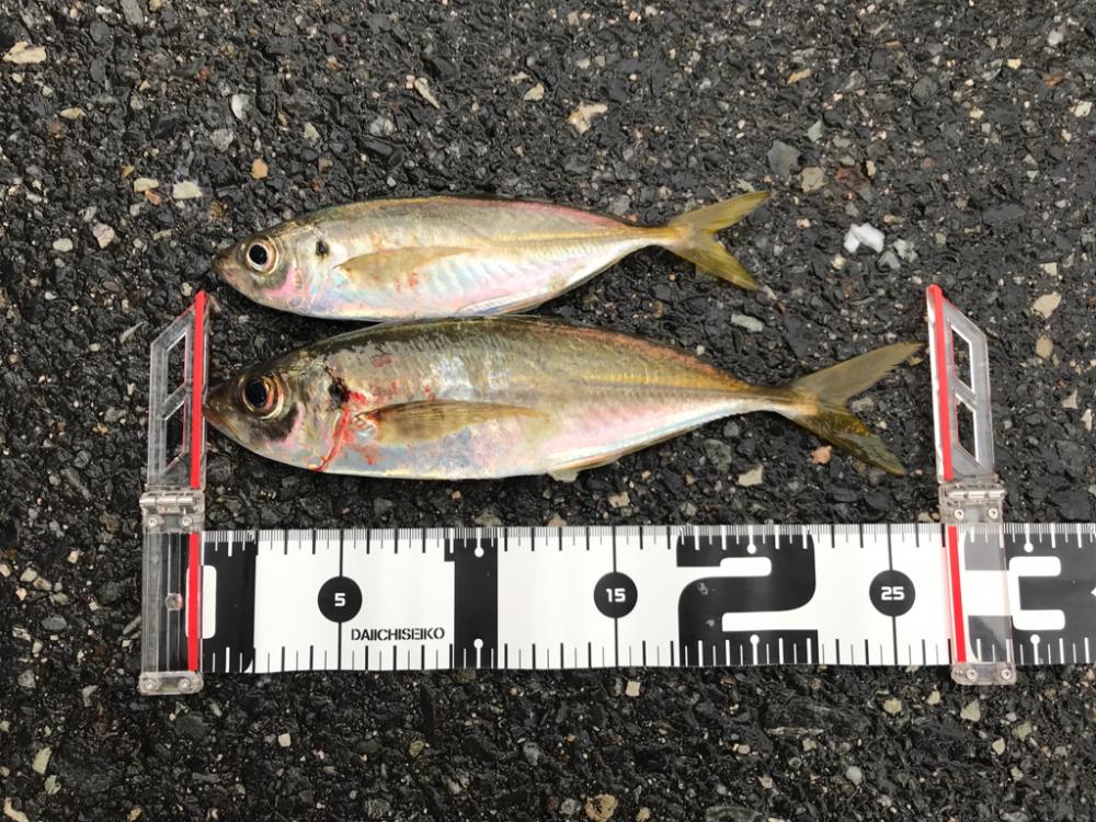 久しぶりの良型😆