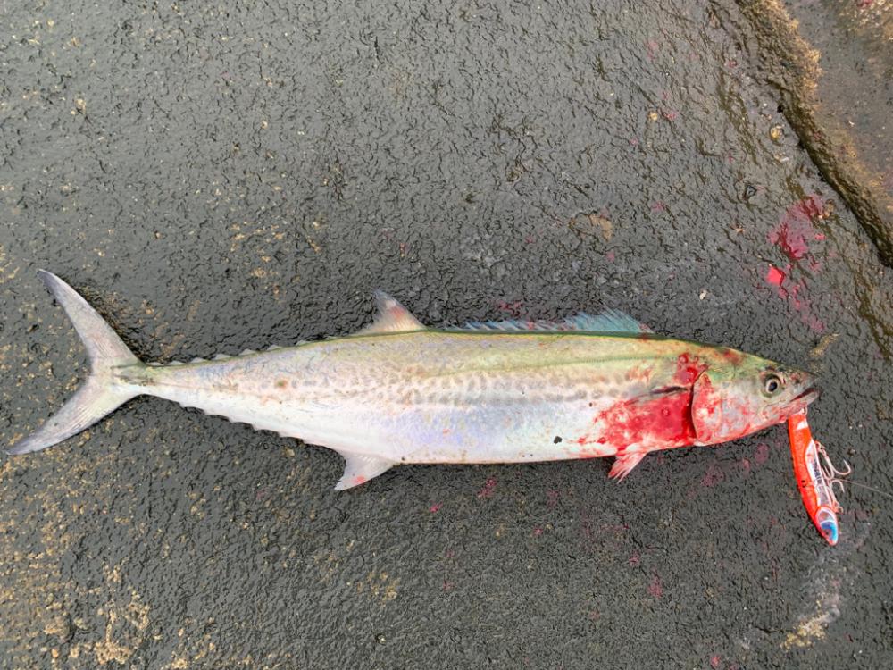 朝一青物高活性