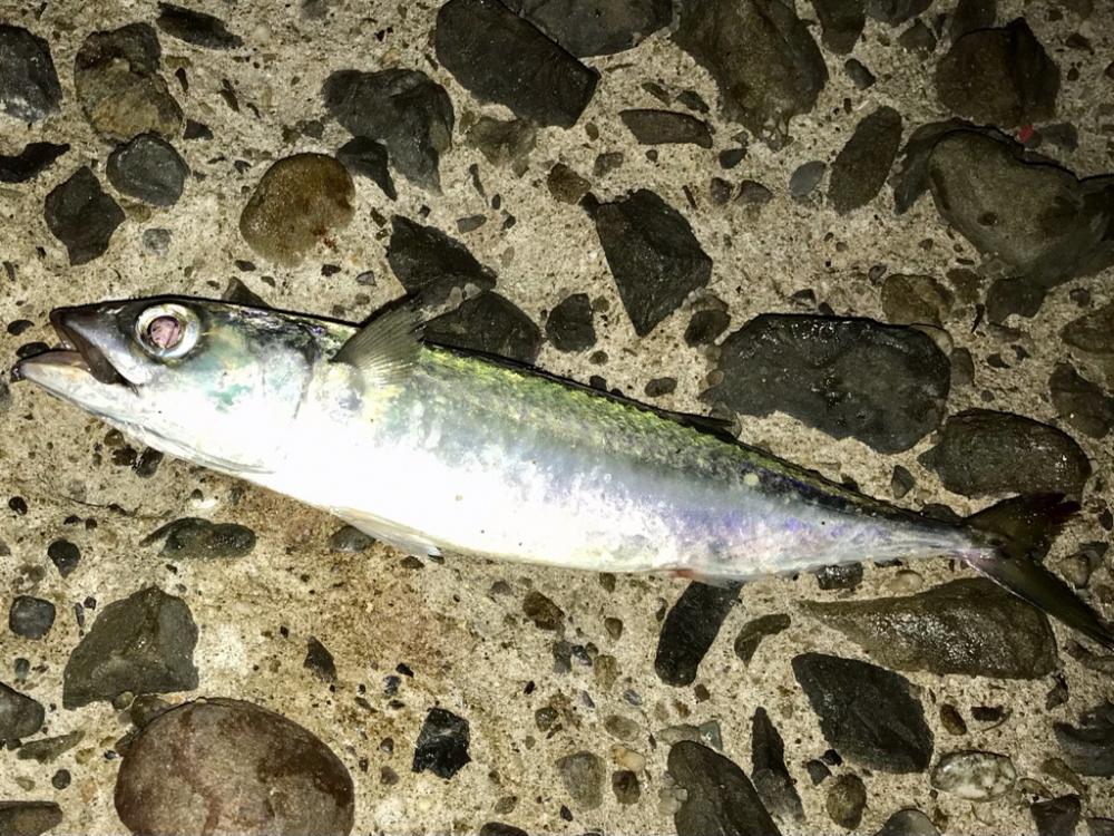 エギング・フロート+ジグヘッド