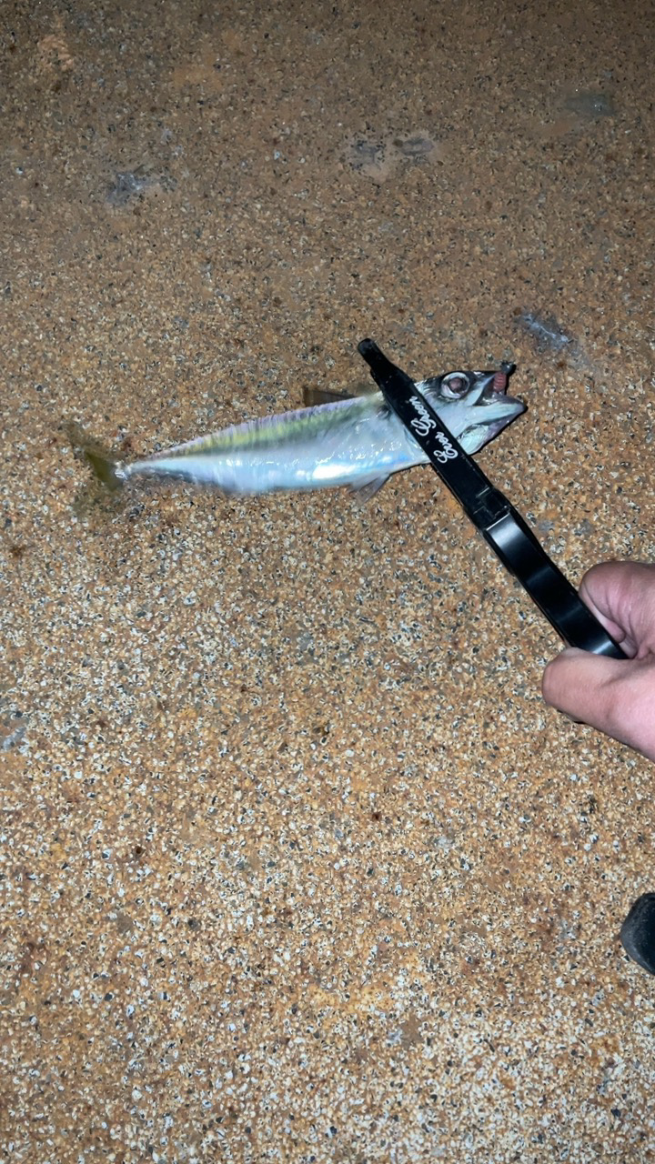 やっぱりメバルが良い♪