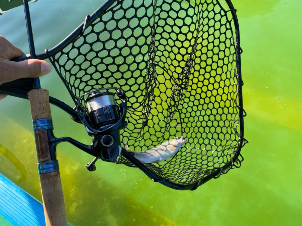 プレオープン　久宝寺緑地エリアトラウト