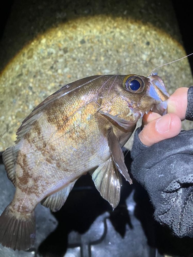 アジング楽しい(^。^)