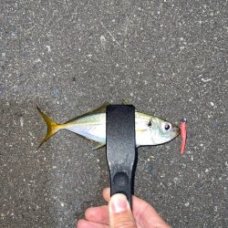 0.2gのジグヘッド