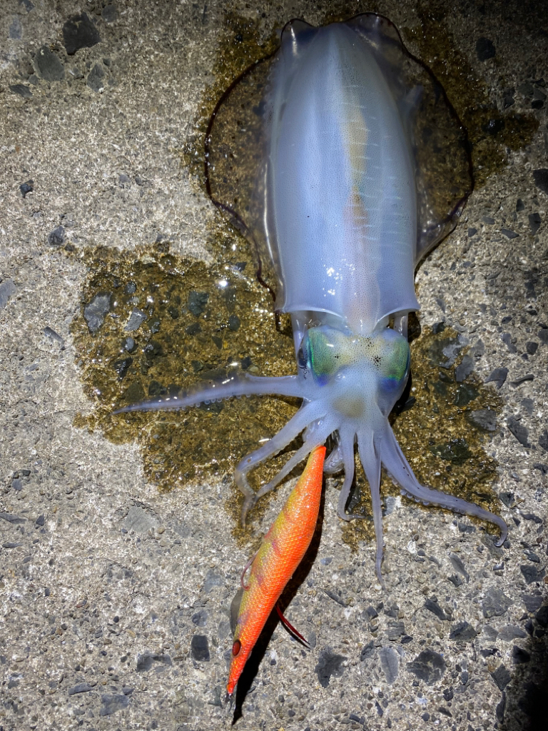 コウイカ祭り！