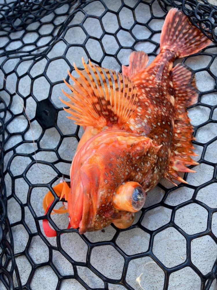 初のタイラバ&ライトジギング