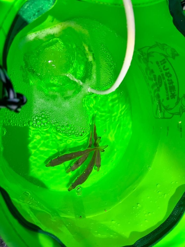 久しぶりの青物！！