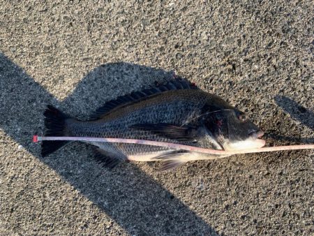 夜釣りのつもりが。