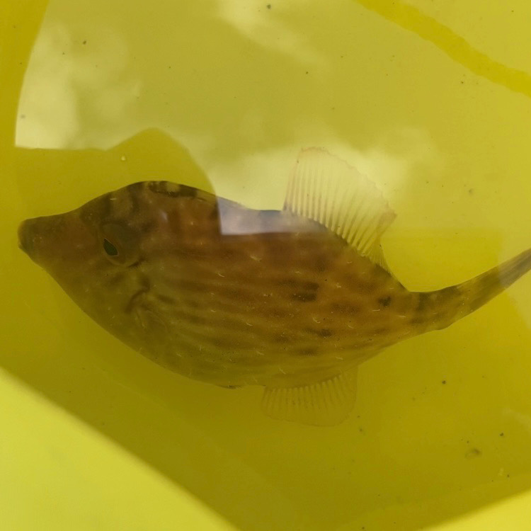 エギングタックルでフカセ釣りin隠岐島