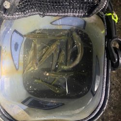 初ノマセで2枚抜き