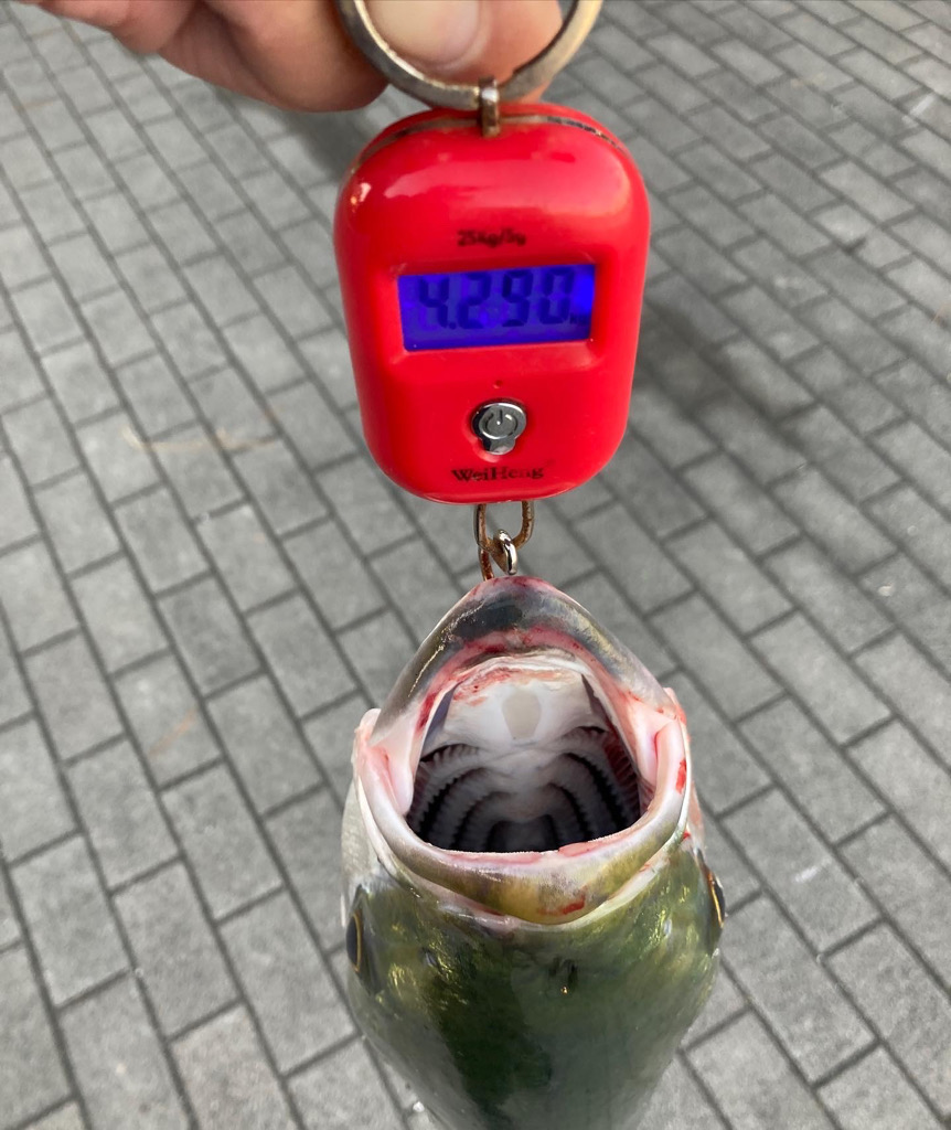 潮緩み水潮ながら。ギリ鰤80cm4290g。。